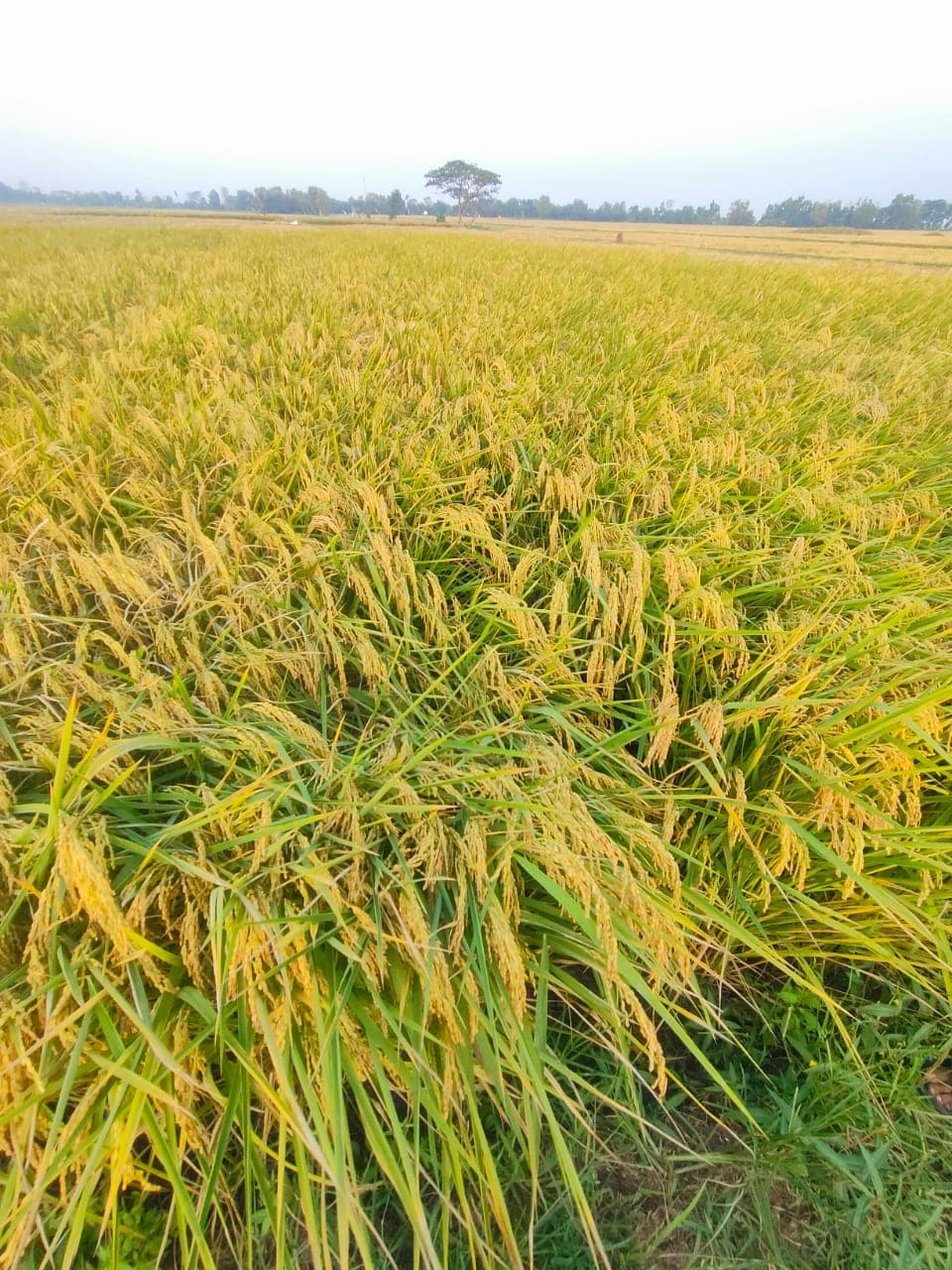 Field harvesting process