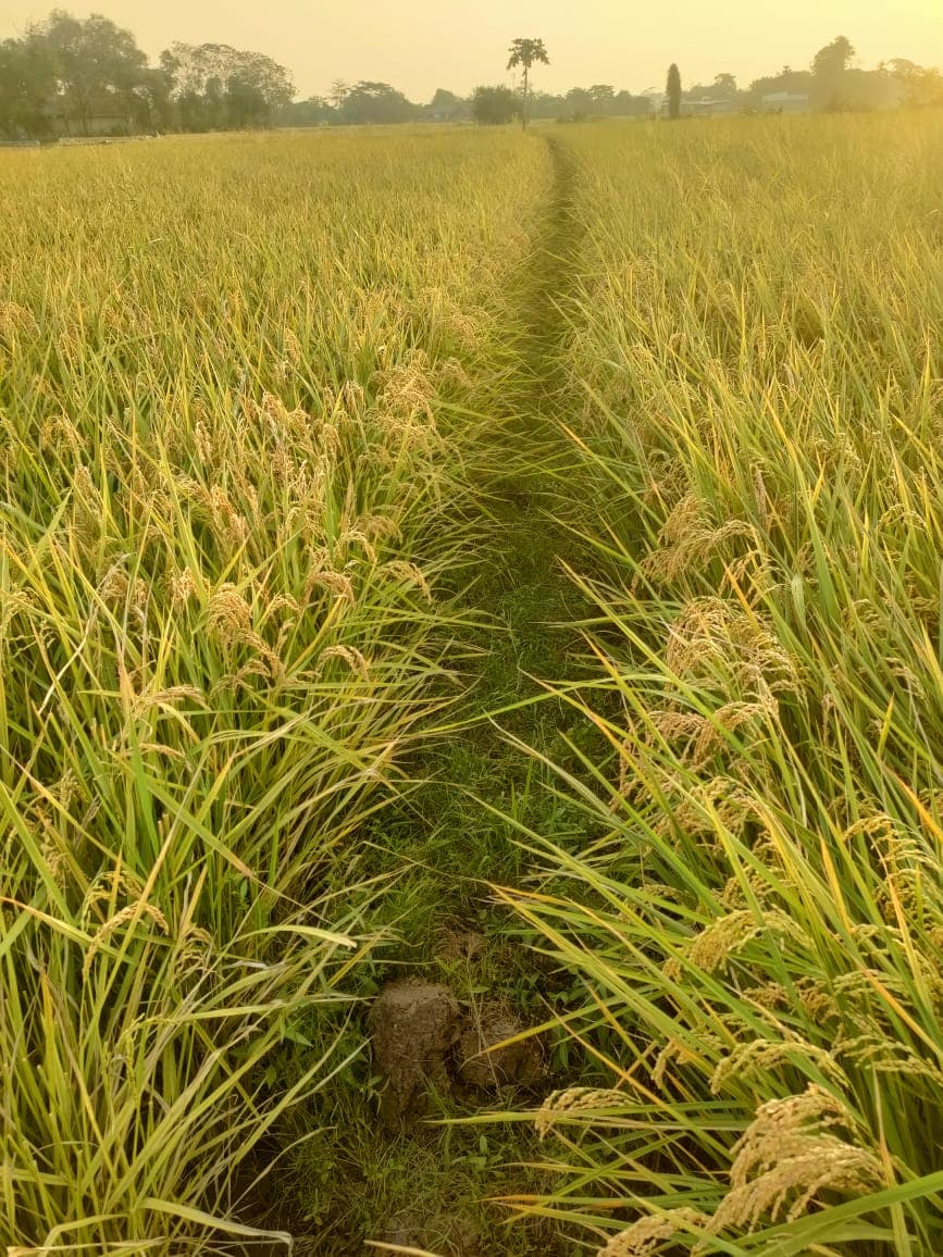 Harvest documentation
