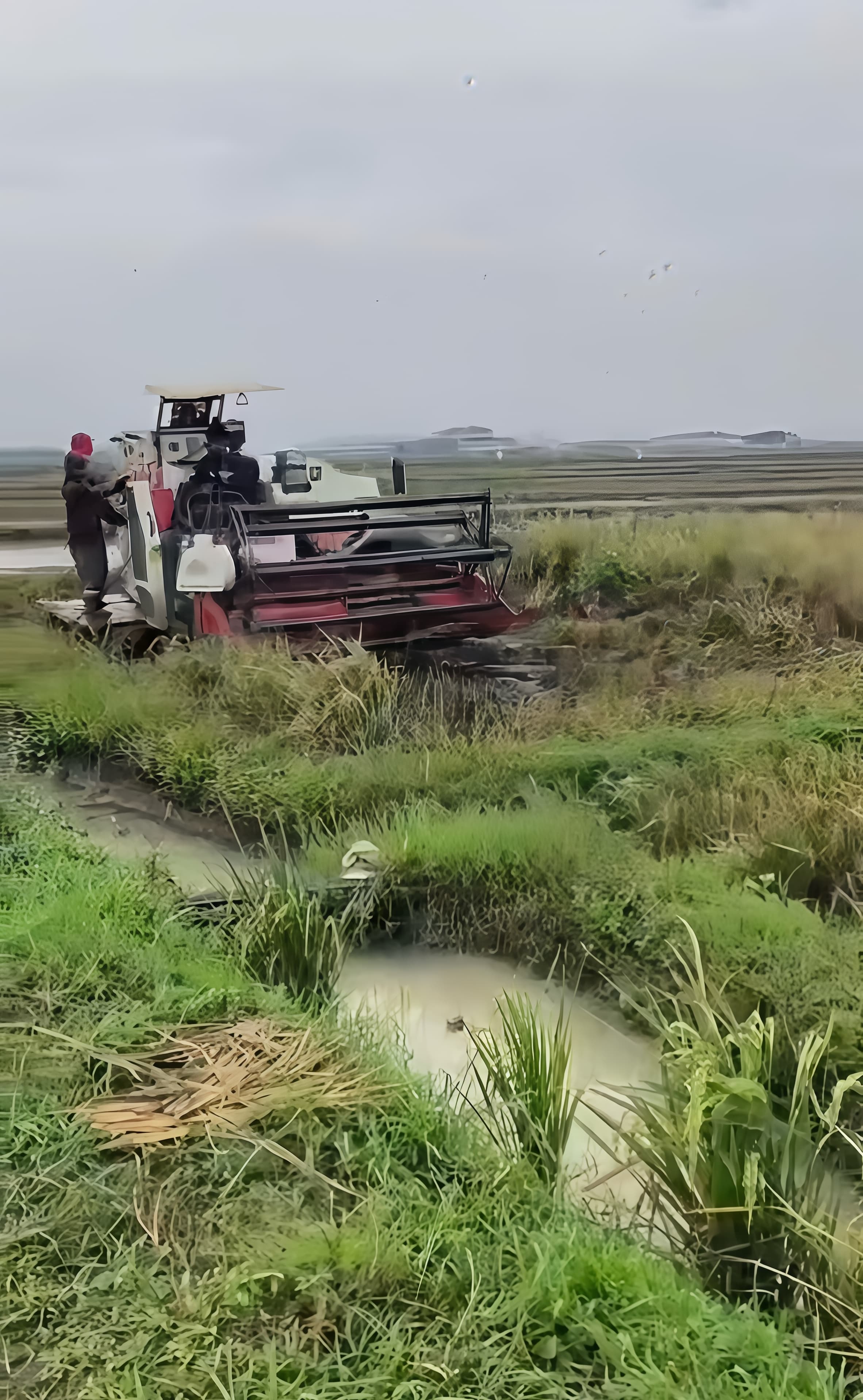 Harvesting with a harvester machine